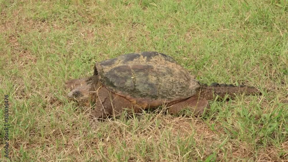Side view of a Common Snapping Turtle in grass on a hot summer day Side view of a Common Snapping Turtle in grass on a hot summer day