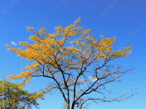 Honey Locust Tree with Yellow Fall Leaf Colors  with Vibrant Blue Sky