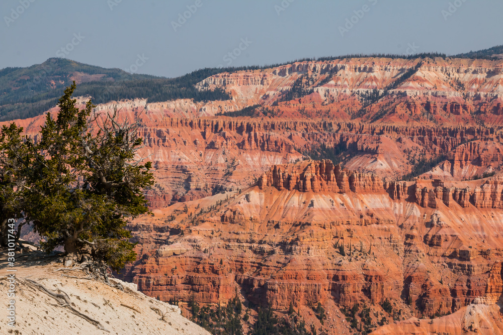 Bristlecone Pine Tree and The Red Rock Spires of The Amphitheater at Spectra Point, Cedar Breaks National Monument, Utah, USA