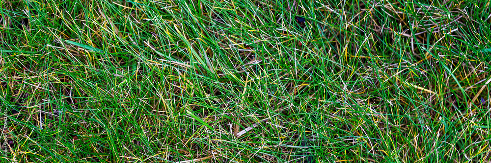 Ground texture with green grass. Grass on the lawn. Wide panoramic texture for background and design. Ground texture with green grass. Grass on the lawn. Wide panoramic texture for background and design.