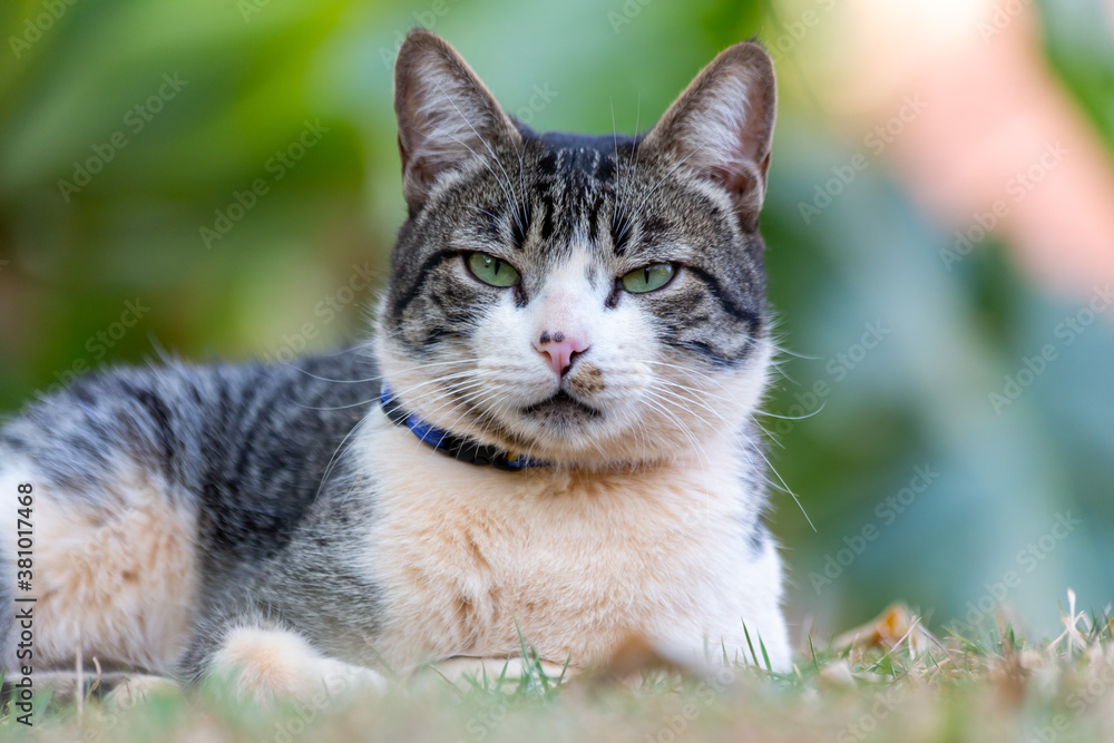 A tabby male cat with green eyes enjoying the sunset on the garden lawn. Golden hour. Animal world. Pet lover. Cat lover. Animals defender. American Wirehair.
A tabby male cat with green eyes enjoying the sunset on the garden lawn. Golden hour. Animal world. Pet lover. Cat lover. Animals defender. American Wirehair.