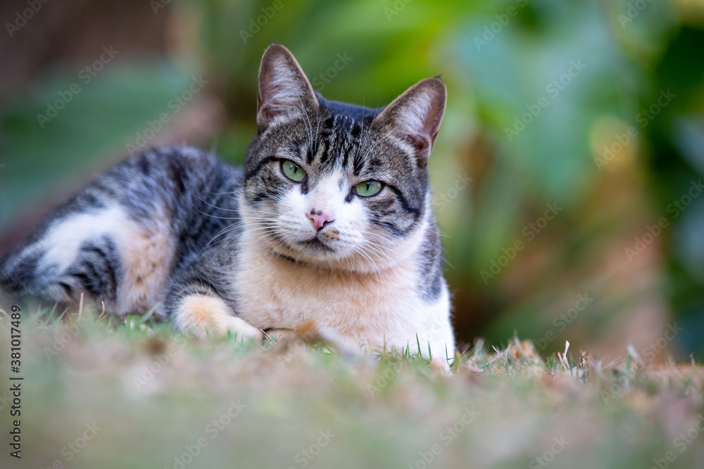 A tabby male cat with green eyes on the grass in the garden. Animal world. Pet lover. Cat lover. American Wirehair. A tabby male cat with green eyes on the grass in the garden. Animal world. Pet lover. Cat lover. American Wirehair.