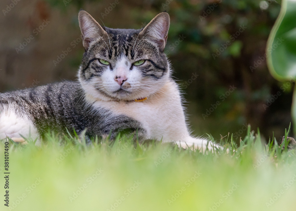 A tabby male cat with green eyes lying on the grass in the garden. Animal world. Pet lover. Cat lover. American Wirehair. A tabby male cat with green eyes lying on the grass in the garden. Animal world. Pet lover. Cat lover. American Wirehair.
