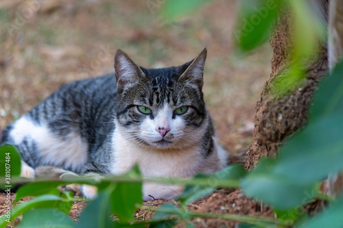 A tabby male cat with green eyes and a yellow collar hidden behind garden plants. Animal world. Pet lover. Animals defender. Cat lover. American wirehair.