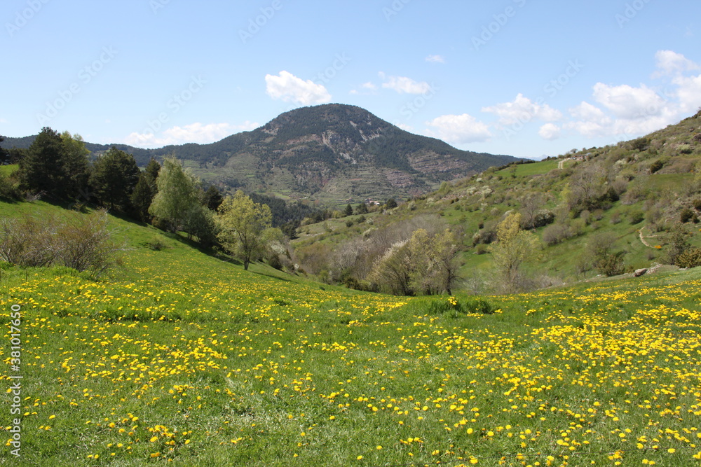 Diente de león, flor - Taraxacum officinale