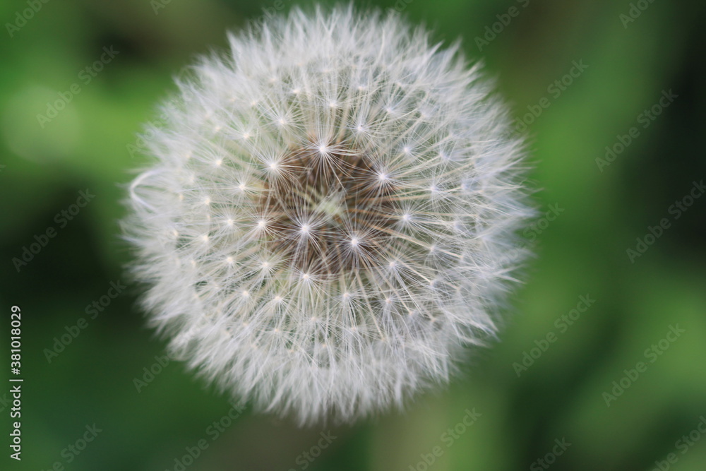 Diente de león, fruto - Taraxacum officinale