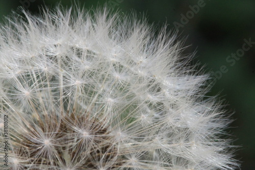 Diente de le  n  fruto - Taraxacum officinale