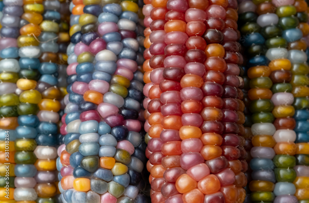 Zea Mays glass gem corn on the cob with multicoloured kernels, grown on an allotment in London UK. Zea Mays glass gem corn on the cob with multicoloured kernels, grown on an allotment in London UK.