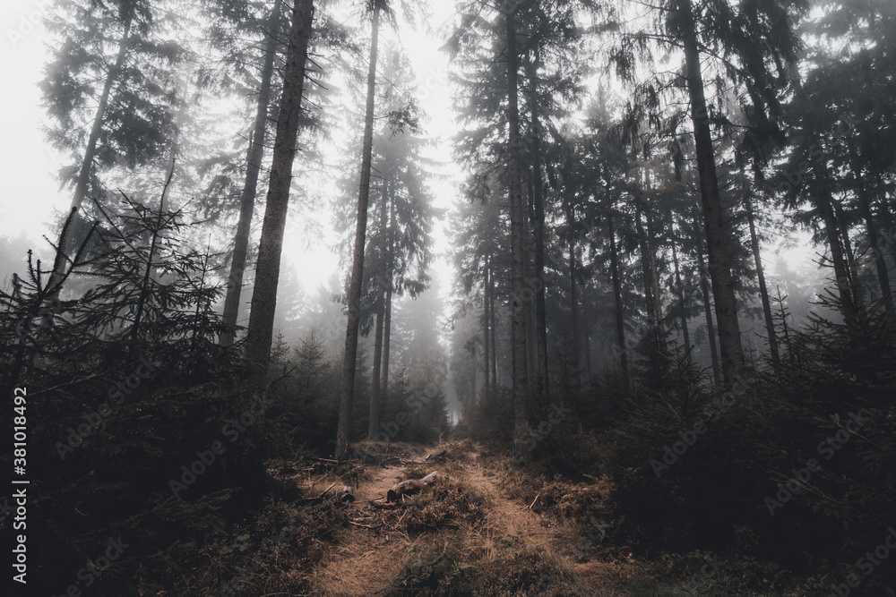 Fototapeta premium thick fog on a path in the dark autumn forest