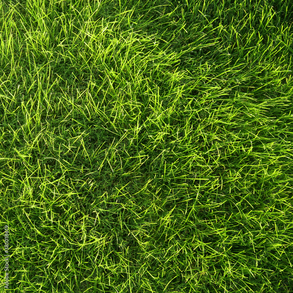 natural grass background. natural grass background.