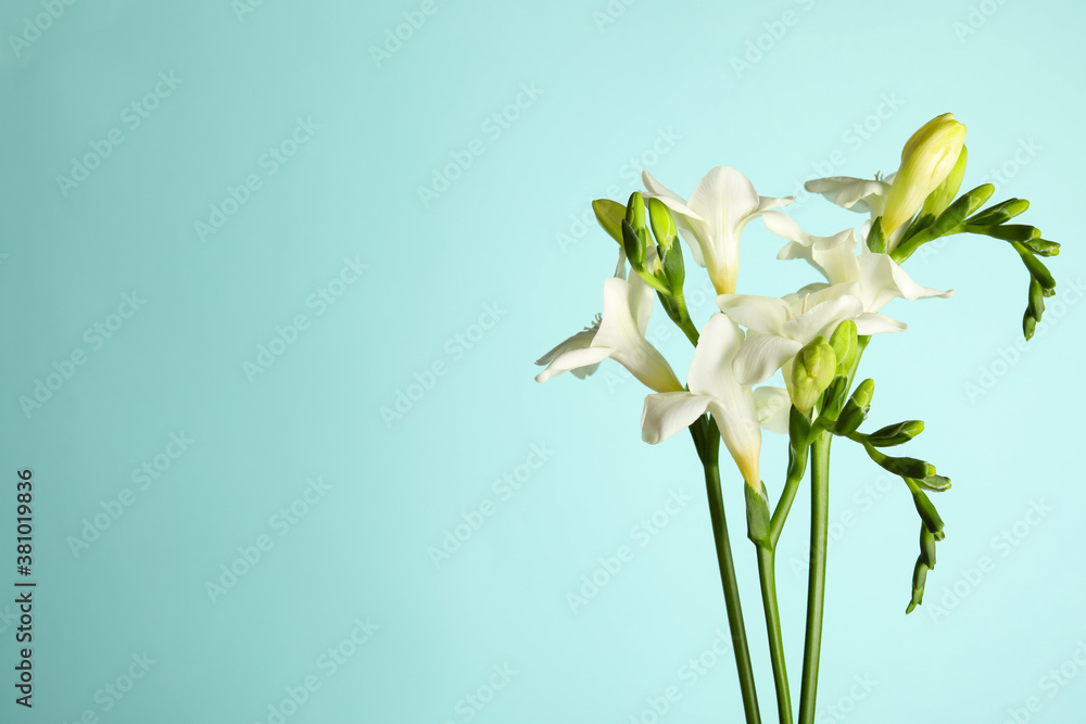 Fototapeta premium Beautiful freesia flowers on light blue background. Space for text