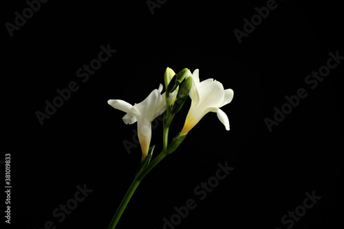 Fototapeta Naklejka Na Ścianę i Meble -  Beautiful white freesia flowers on black background