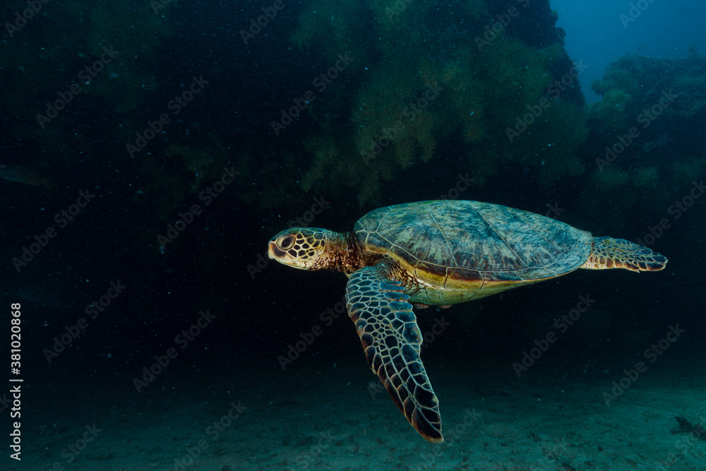 Sea turtle resting in a shipwreck Espiritu santo National Park, Baja California Sur,Mexico. Sea turtle resting in a shipwreck Espiritu santo National Park, Baja California Sur,Mexico.