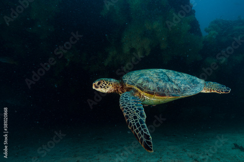 Sea turtle resting in a shipwreck Espiritu santo National Park, Baja California Sur,Mexico. © leonardogonzalez