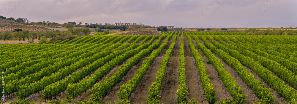 Fototapeta premium panoramic view of the vineyards in the summer, preparing the grapes for harvesting in September and making the rich wines of La Rioja Spain 