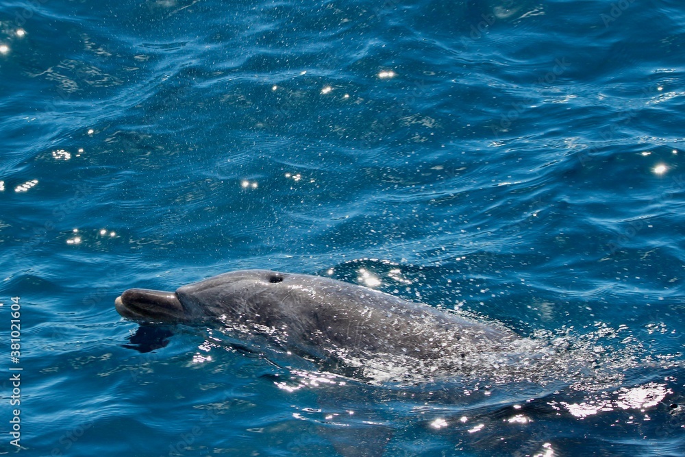 Fototapeta premium Bottlenose dolphin surfacing for a peek on the Gold Coast, Australia