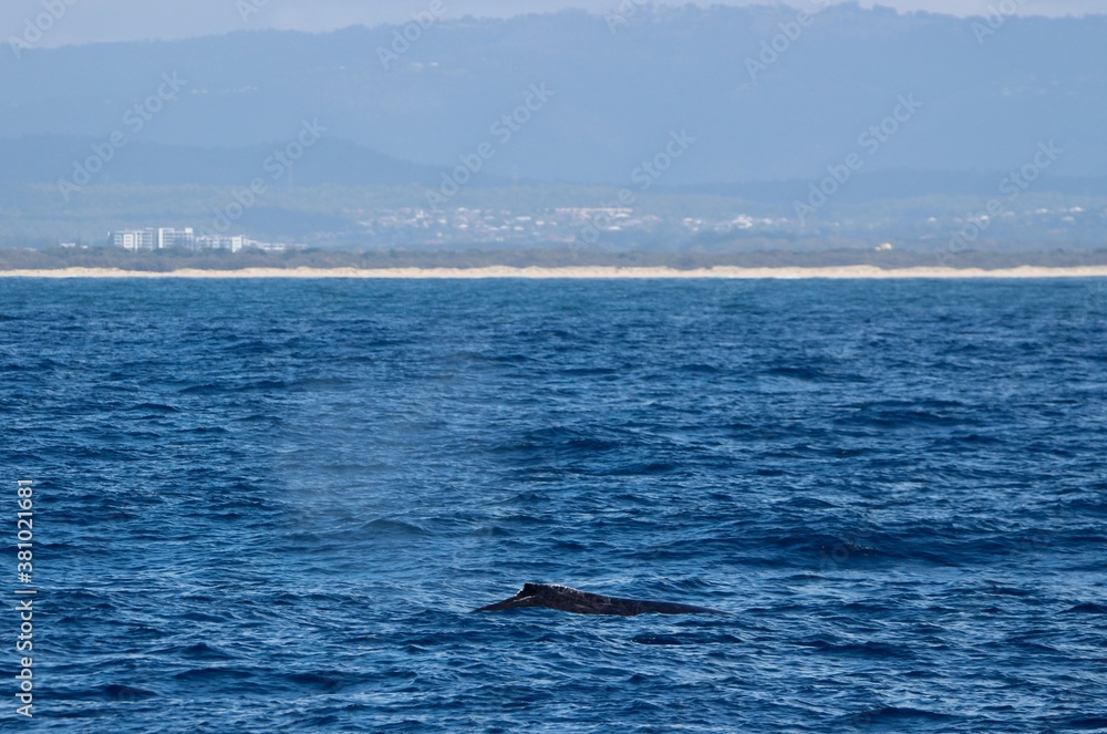 Naklejka premium Humpback whale, Megaptera novaeangliae, blow on the Gold Coast, Australia