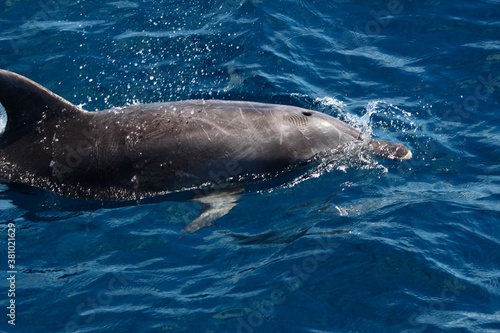 Bottlenose dolphin surfacing on the Gold Coast, Australia