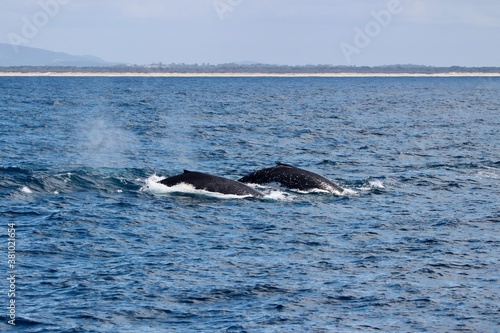 Humpback whales in synchronicity, Megaptera novaeangliae, Gold Coast, Australia