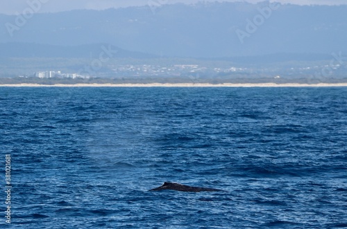 Humpback whale, Megaptera novaeangliae, blow on the Gold Coast, Australia