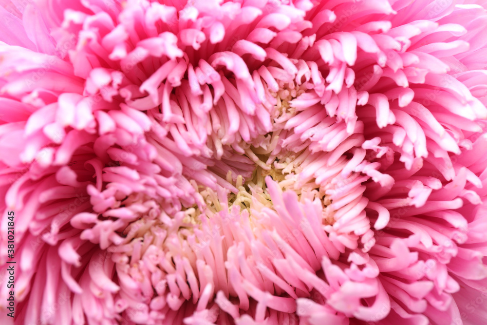 Beautiful pink aster as background, closeup. Autumn flower Beautiful pink aster as background, closeup. Autumn flower