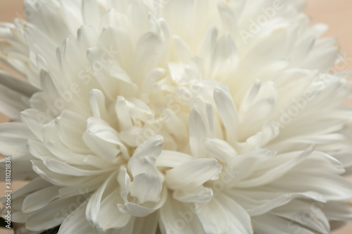 Beautiful white aster as background, closeup. Autumn flower