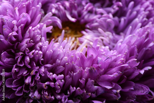 Beautiful purple aster as background  closeup. Autumn flower