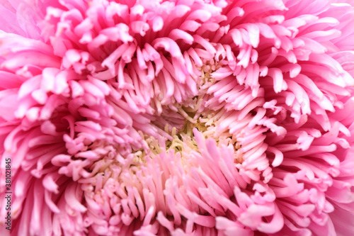 Beautiful pink aster as background, closeup. Autumn flower