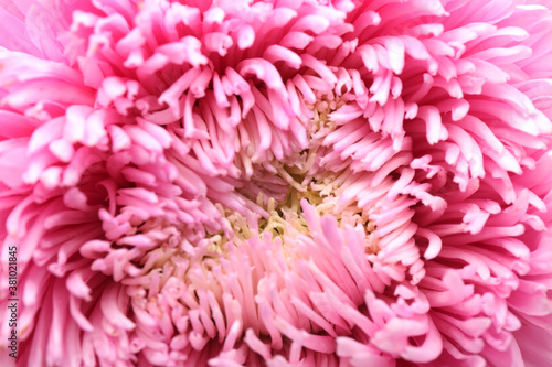 Beautiful pink aster as background  closeup. Autumn flower