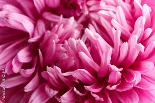 Beautiful pink aster as background, closeup. Autumn flower