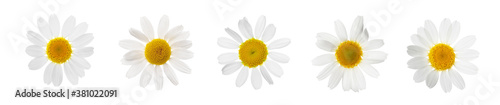 Set of beautiful chamomile flowers on white background. Banner design © New Africa
