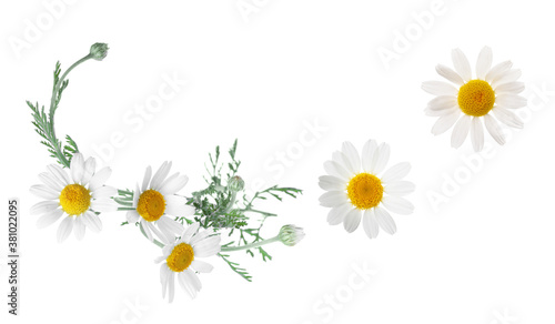 Set of beautiful chamomile flowers on white background