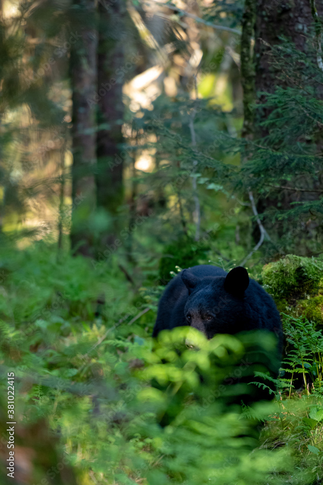 Black Bear Through The Ferns Black Bear Through The Ferns
