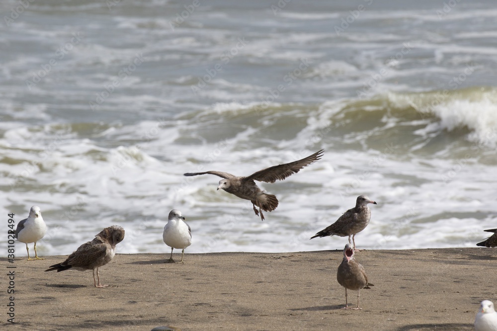 Seagulls on the beach in Japan while there is a large storm in the ocean, so big waves can be seen breaking as well. The area is close to Tokyo & is called Hebara Beach in Katsuura, Chiba. Seagulls on the beach in Japan while there is a large storm in the ocean, so big waves can be seen breaking as well. The area is close to Tokyo & is called Hebara Beach in Katsuura, Chiba.