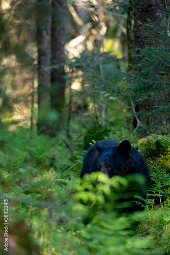 Black Bear Through The Ferns