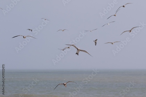 Seagulls on the beach in Japan while there is a large storm in the ocean, so big waves can be seen breaking as well. The area is close to Tokyo & is called Hebara Beach in Katsuura, Chiba. photo