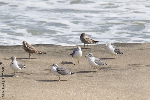 Seagulls on the beach in Japan while there is a large storm in the ocean, so big waves can be seen breaking as well. The area is close to Tokyo & is called Hebara Beach in Katsuura, Chiba.