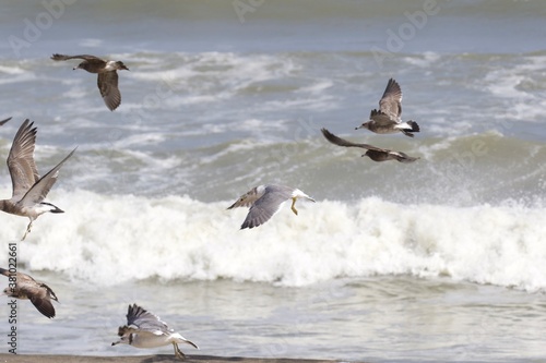 Seagulls on the beach in Japan while there is a large storm in the ocean, so big waves can be seen breaking as well. The area is close to Tokyo & is called Hebara Beach in Katsuura, Chiba. photo