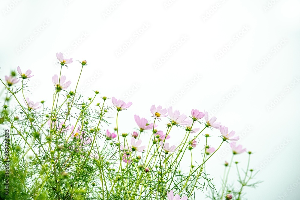 コスモスの花名はスペイン人がメキシコから持ちかえった時 美しいという意味のギリシャ語 Kosmos が由来です Trawa Naklejki Ecowall24 Pl