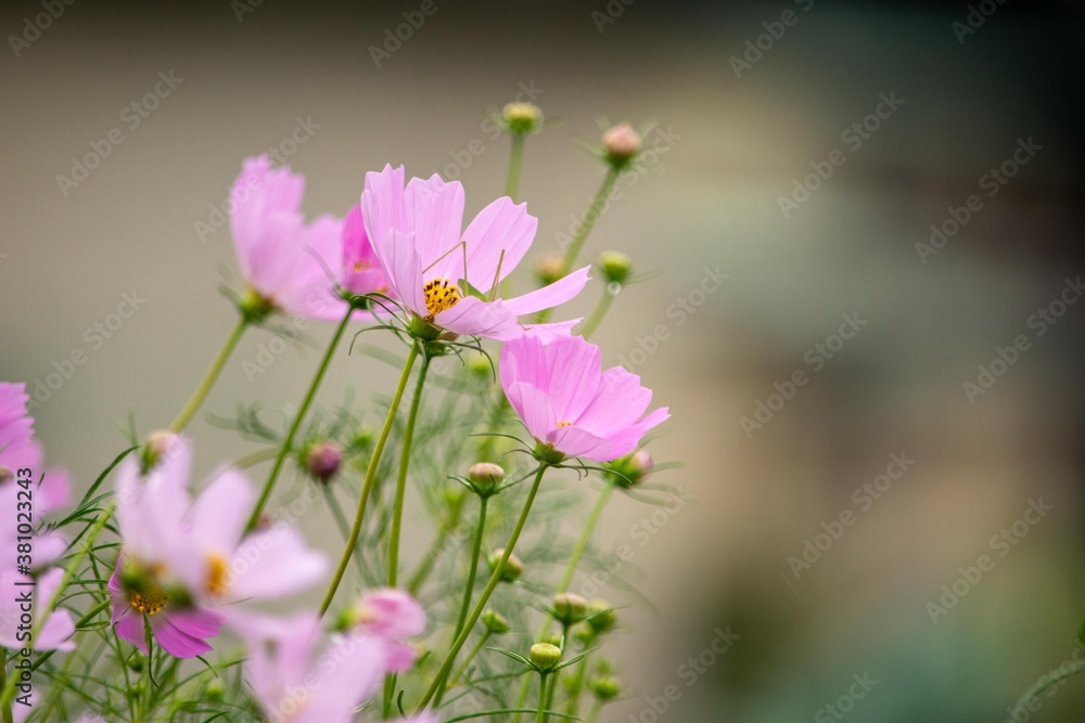 Fototapeta premium コスモスの花名はスペイン人がメキシコから持ちかえった時、美しいという意味のギリシャ語「kosmos」が由来です