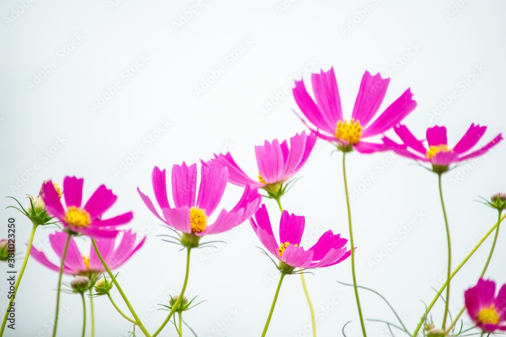 コスモスの花名はスペイン人がメキシコから持ちかえった時 美しいという意味のギリシャ語 Kosmos が由来です Stock Photo Adobe Stock