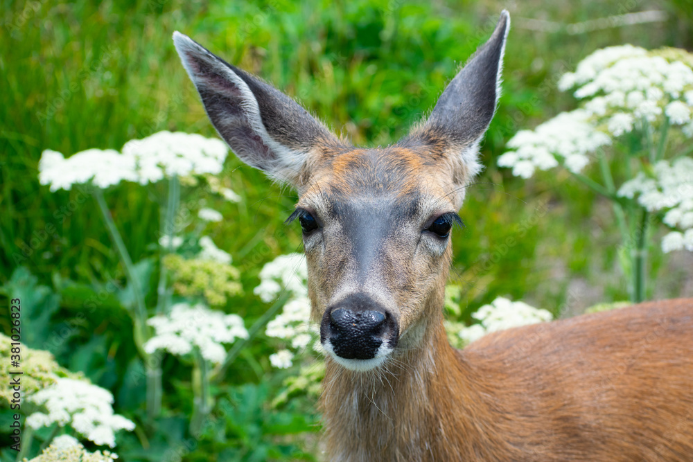Deer staring forward in a meadow. Deer staring forward in a meadow.