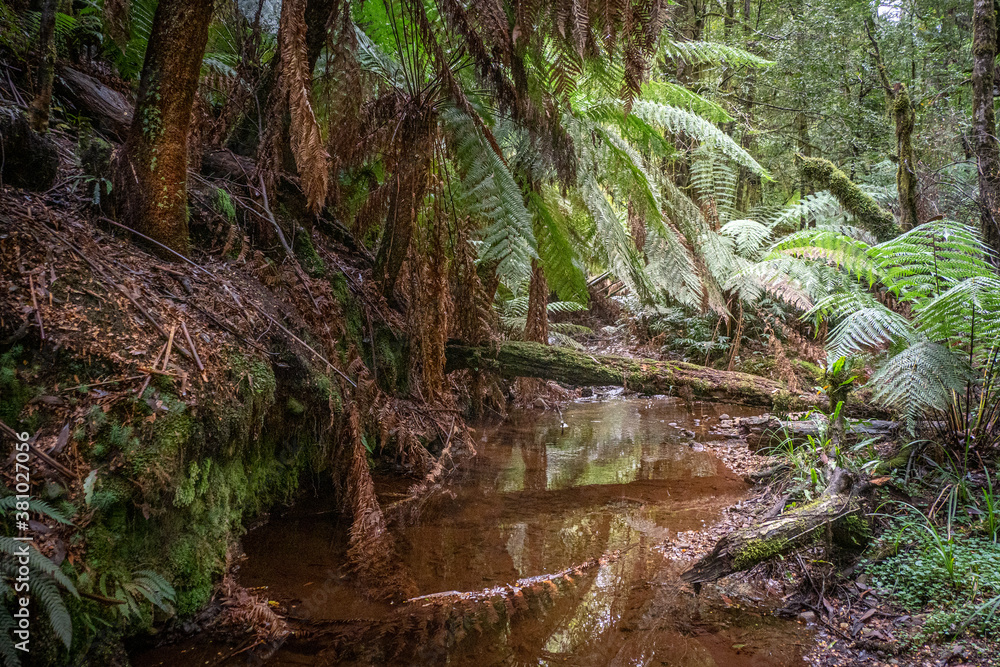 Quiet stream in the rainforest with ferns- Victoria, AustraliaRainforest Quiet stream in the rainforest with ferns- Victoria, AustraliaRainforest