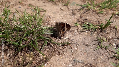 Common buckeye moth resting on a dirt trail (240 FPS)