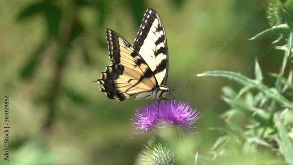 Eastern tiger swallowtail butterfly feeding from a purple thistle (500 FPS) Eastern tiger swallowtail butterfly feeding from a purple thistle (500 FPS)