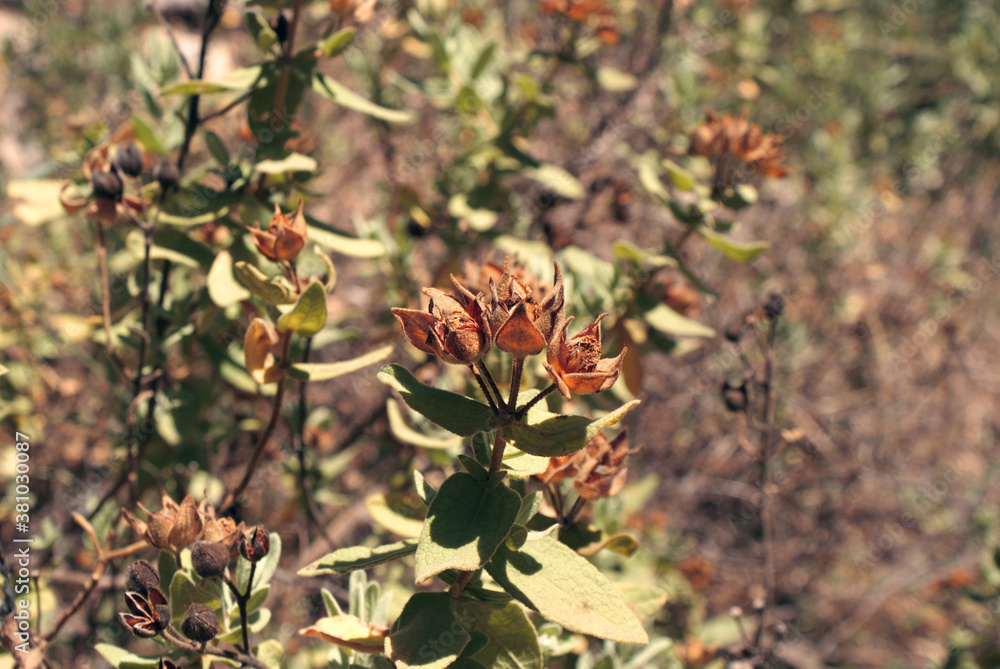 Mediterranean wild plant with orange dry flowers and velvety leaves Mediterranean wild plant with orange dry flowers and velvety leaves