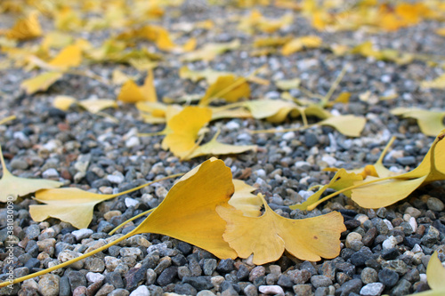 Yellow ginkgo leaves lying on gravels during spring season photo