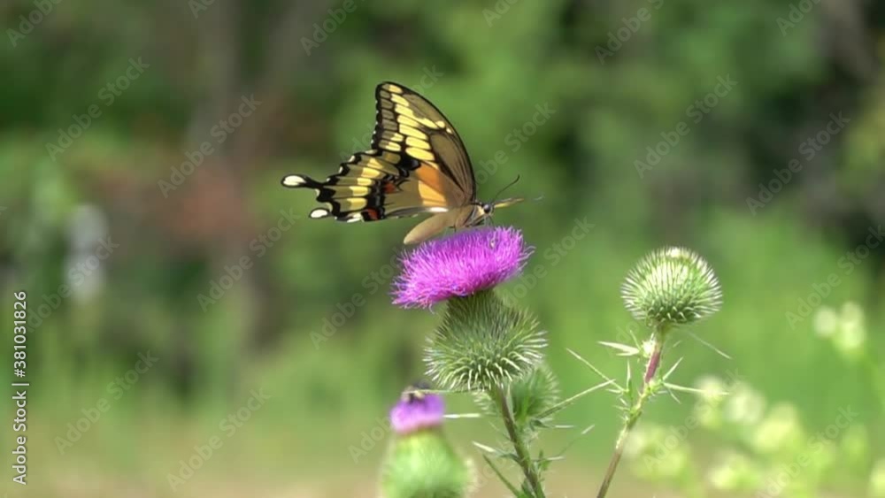 Giant swallowtail butterfly feeding on a purple thistle (500 FPS) Giant swallowtail butterfly feeding on a purple thistle (500 FPS)