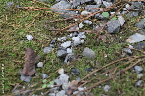 moss covered with snow