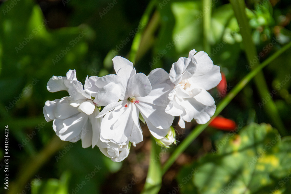Obraz premium Wild Campion Flower